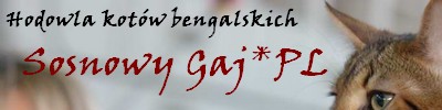 Sosnowy Gaj*PL - koty bengalskie - Cat Club Animals